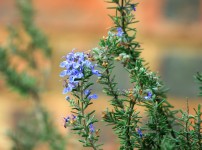 Rosemary